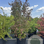 Callicarpa bod. 'Profusion' 200-225 cm cont. 110L