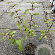 Callicarpa bod. 'Profusion' 20-30 cm P13