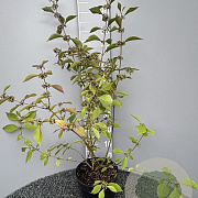 Callicarpa bod. 'Profusion' 80-100 cm 5,0L