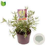 Caryopteris cland. 'Heavenly Blue' 30-35 cm 3,0L