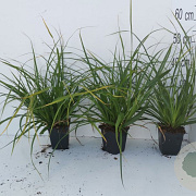 Carex morrowii GM P9