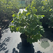 Cercis chinensis 'Avondale' 60-80 cm 15L