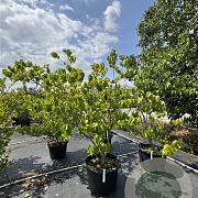 Cercis chinensis 'Shirobana' 150-175 cm cont. 80L meerstammig