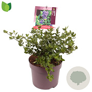 Ceanothus griseus 'Yankee Point' 30-40 cm 7,5L