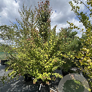 Cercidiphyllum japonicum 275-300 cm 50L meerstammig