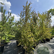 Cercidiphyllum japonicum 300-325 cm cont. 500L spiraal