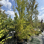 Cercidiphyllum japonicum 350-400 cm cont. 80L meerstammig