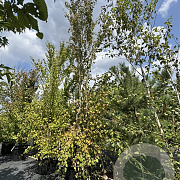 Cercidiphyllum japonicum 400-450 cm cont. 110L meerstammig