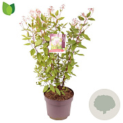 Ceanothus pallidus 'Marie Simon' 60-80 cm 10L