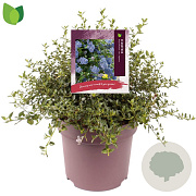 Ceanothus thyrsiflorus repens 30-40 cm 10L