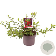 Chaenomeles sup. 'Crimson and Gold' 30-40 cm 3,0L