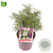 Choisya t. White Dazzler 20-25 cm 3,0L
