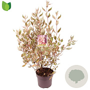 Cornus alba Miracle 60-80 cm 7,5L