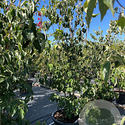 Cornus Aurora 200-225 cm cont. 80L meerstammig