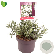 Convolvulus cneorum 25-30 cm 5,0L