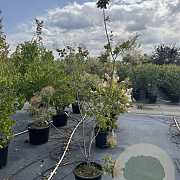 Cotinus cog. 'Royal Purple' 125-150 cm 20L