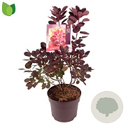Cotinus cog. 'Royal Purple' 50-60 cm 7,5L