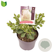 Cotinus cog. 'Young Lady' 25-30 cm 3,0L