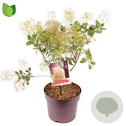Cotinus cog. 'Young Lady' 50-60 cm 7,5L