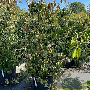 Cornus kousa chinensis 140-160 cm 50L