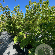 Cornus k. 'Schmetterling' 150-175 cm cont. 80L meerstammig