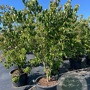Cornus k. 'Schmetterling' 175-200 cm cont. 80L meerstammig