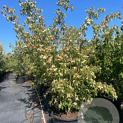 Cornus k. 'Weisse Fontaine' 200-250 cm cont. 80L meerstammig