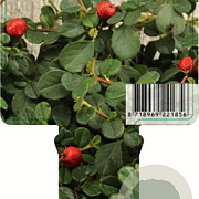 Cotoneaster pr. 'Queen of Carpets' 20-25 cm 2,0L