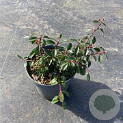 Cotoneaster radicans 'Eichholz' 30-40 cm P13