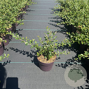 Cotoneaster suec. 'Coral Beauty' 30-40 cm P13