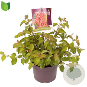 Cornus sang. 'Midwinter Fire' 30-40 cm 3,0L