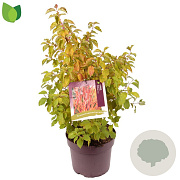 Cornus sang. 'Midwinter Fire' 50-60 cm 7,5L