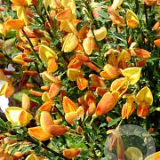 Cytisus 'Apricot Gem' 30-40 cm P13