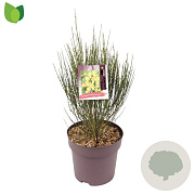 Cytisus 'Apricot Gem' 40-50 cm 10L