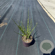 Cytisus 'Boskoop Ruby' 30-40 cm P13