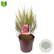 Cytisus 'Boskoop Ruby' 60-70 cm 10L