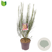Cytisus 'Palette' 40-50 cm 10L