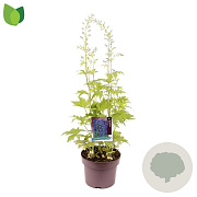 Delphinium 'Delphinity Blue' GM C5