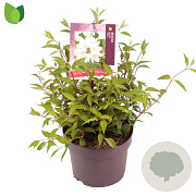 Deutzia gracilis 'Nikko' 25-30 cm 3,0L