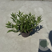 Deutzia gracilis 'Nikko' 25-30 cm P13