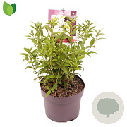 Deutzia gracilis 25-30 cm 3,0L