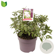 Deutzia hybrida 'Mont Rose' 40-45 cm 7,5L