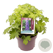 Delphinium (E) 'M.F. D.B.Dark Bee' GM C5