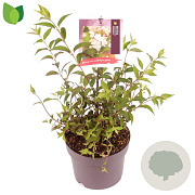 Deutzia purp. 'Kalmiiflora' 30-35 cm 3,0L