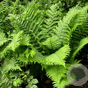 Dryopteris f.-m. 'Crispa' GM 2,0L
