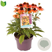 Echinacea Lakota Orange GM C5