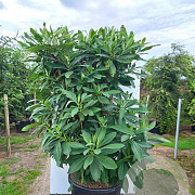 Edgeworthia chrys. 'Grandiflora' 40-60 cm 13L