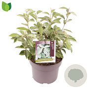 Elaeagnus ebbingei 30-40 cm 5,0L