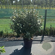 Elaeagnus ebbingei 80-100 cm 13L