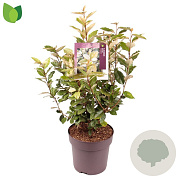 Elaeagnus ebb. 'Compacta' 60-70 cm 10L